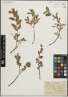 Foto von Salix hastata L. x Salix repens L.